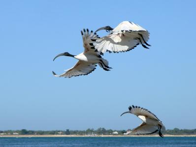 Ibis sacrés par David Mark de Pixabay